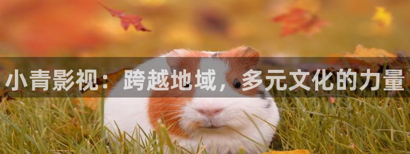 午夜宅男视频免费观看：小青影视：跨越地域，多元文化的力量